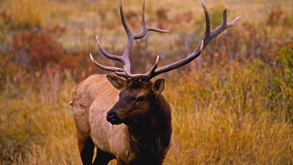 Wildlife roaming in the fields of Denver