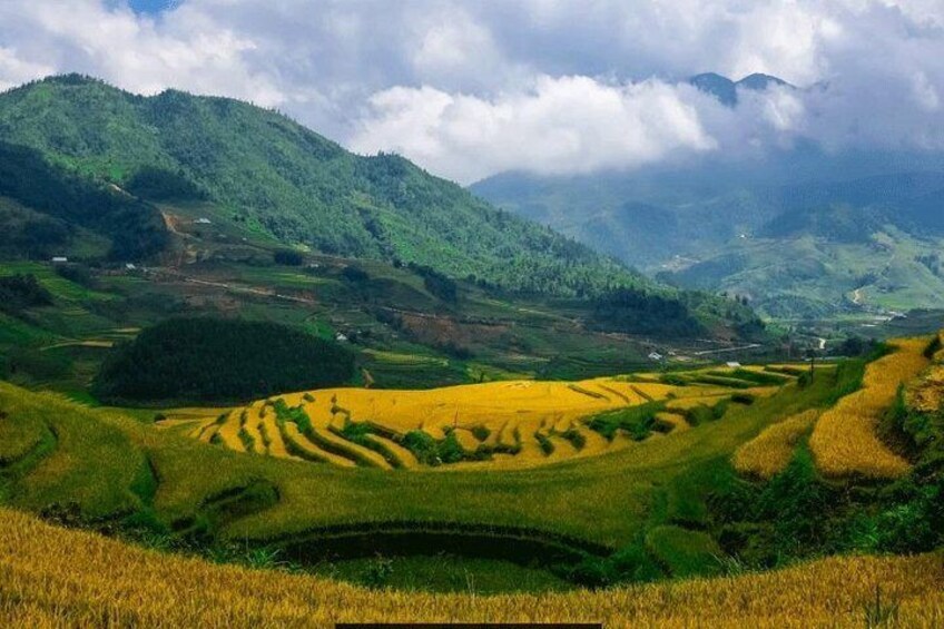 Sapa Golden rice fields