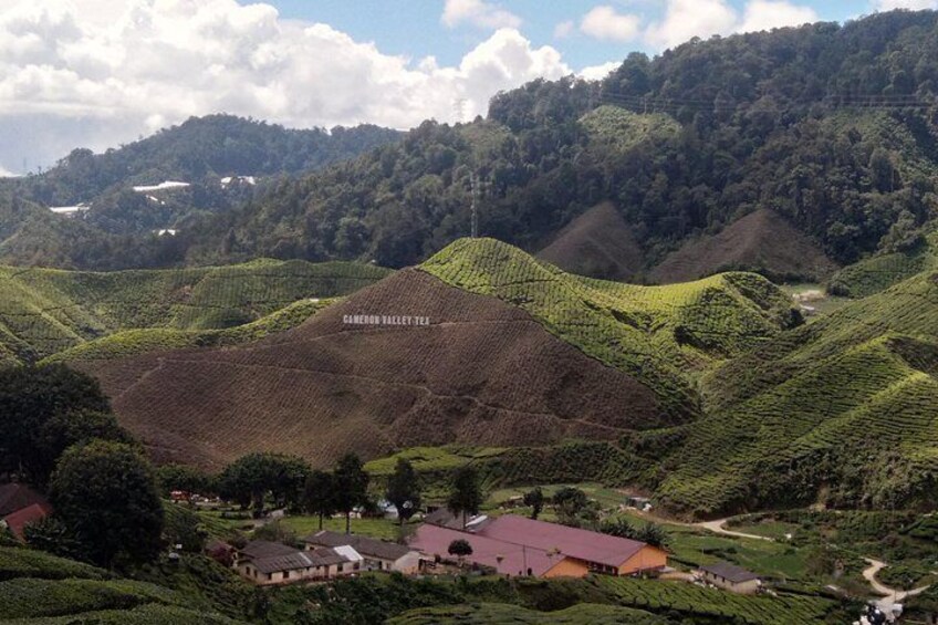 Cameron Highlands Day Trip