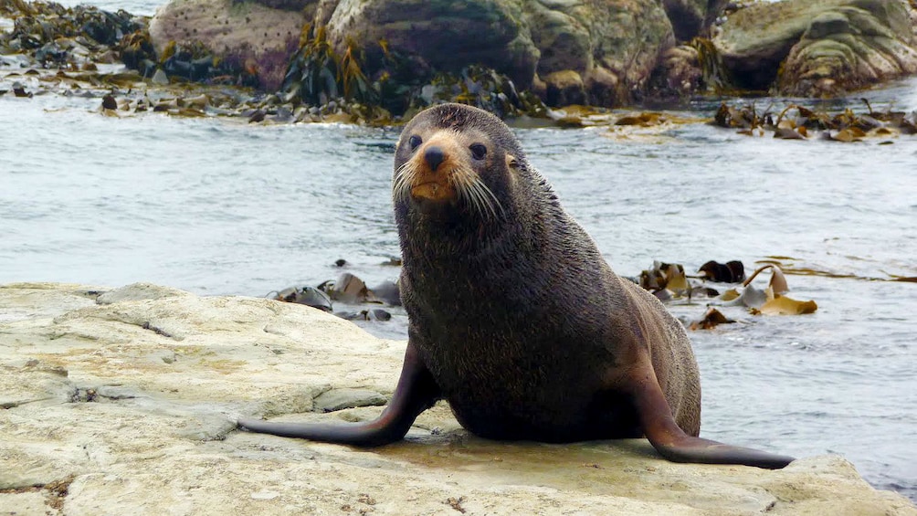Fur seal on shore in Kaikoura whale watching tour in Christchurch New Zealand. 