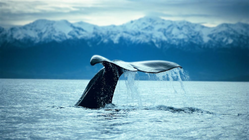 Whale tail splashing in water in the Kaikour whale watching tour in Christchurch New Zealand.