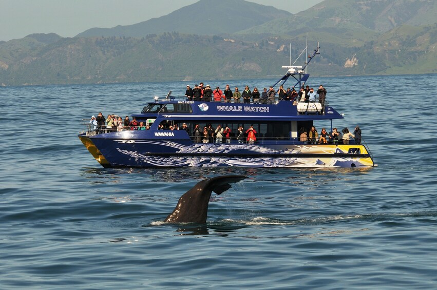 Full-Day Kaikoura Whale-Watching Tour