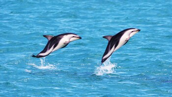 Swim With Dolphins In Kaikoura