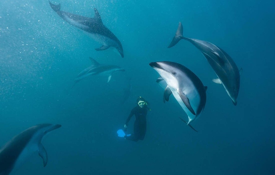 Swim with Dolphins in Kaikoura