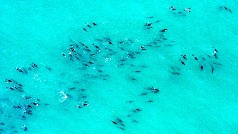 Aerial view of pod of dolphins in Kaikoura dolphin swimming tour in Christchurch New Zealand. 