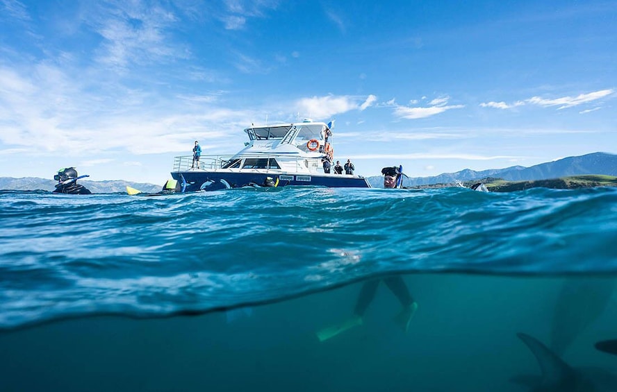 Swim with Dolphins in Kaikoura