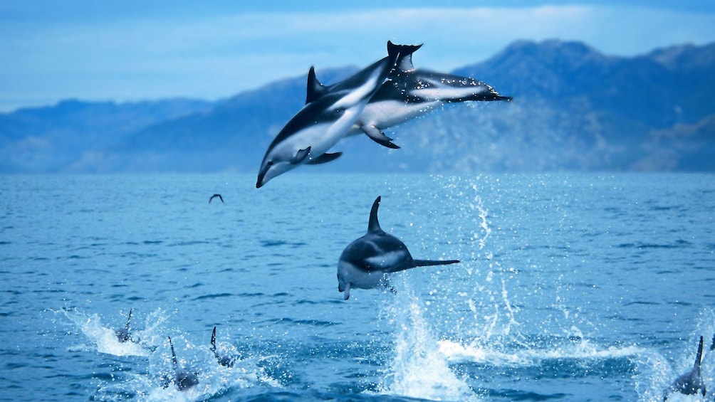 Jumping dolphins in Kaikoura dolphin swimming tour in Christchurch New Zealand. 