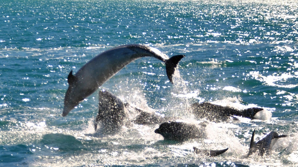 Jumping pod of dolphins in Akaroa dolphin swimming tour in Christchurch New Zealand. 