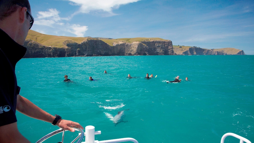 Tourist watching dolphins in Akaroa dolphin swimming tour in Christchurch New Zealand. 