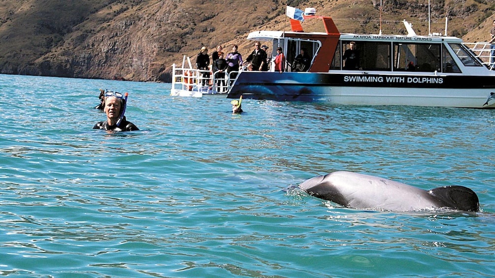 People snorkeling with dolphins in Akaroa dolphin swimming tour in Christchurch New Zealand. 