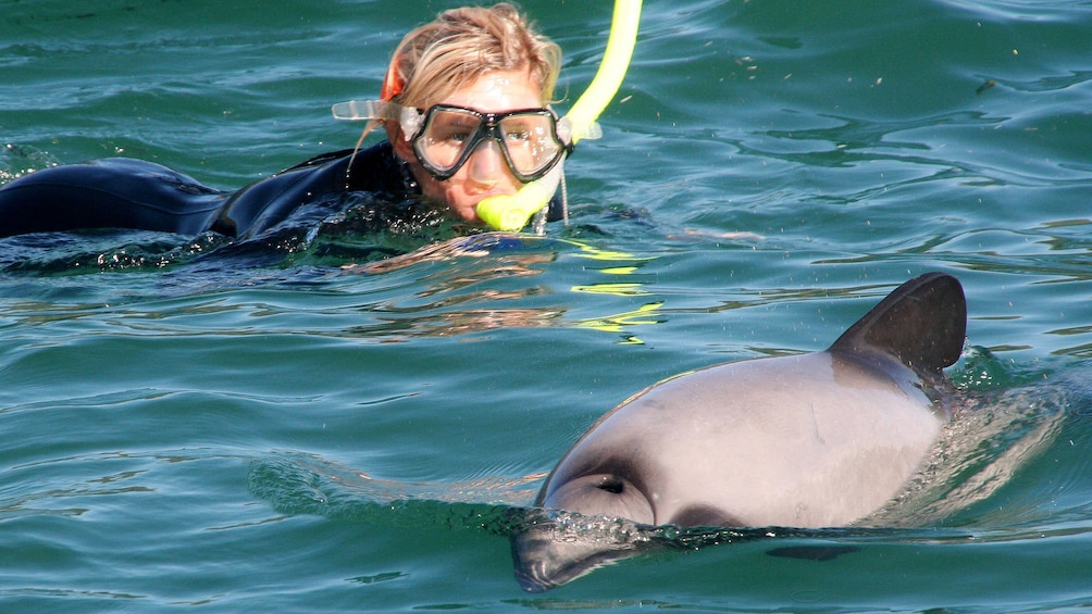 Woman snorkeling with dolphins in Akaroa dolphin swimming tour in Christchurch New Zealand. 