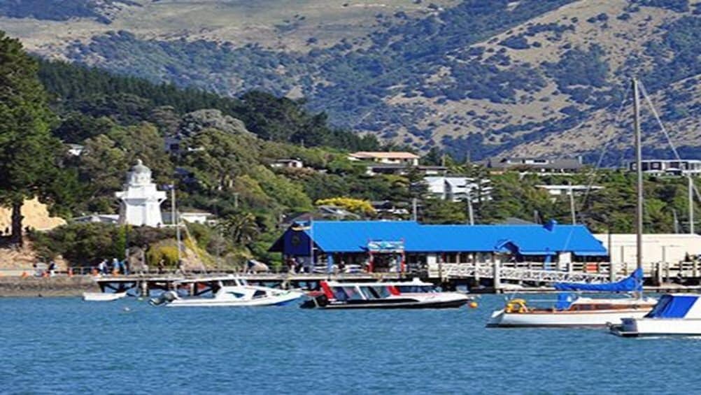 Full-Day Dolphin Swimming Tour Akaroa