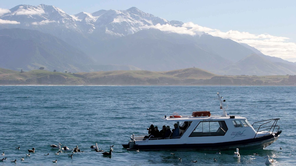 Flock of different sea birds in water flowing the boat in the Kaikoura Albatross encounter boat tour in Christchurch New Zealand. 