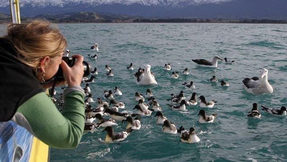 Full-Day Albatross Tour in Kaikoura