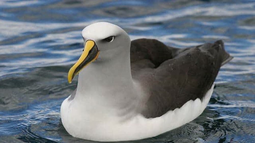 Full-Day Albatross Tour in Kaikoura