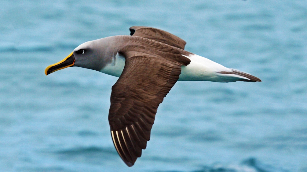 Sea bird in Kaikoura Albatross encounter boat tour in Christchurch New Zealand. 