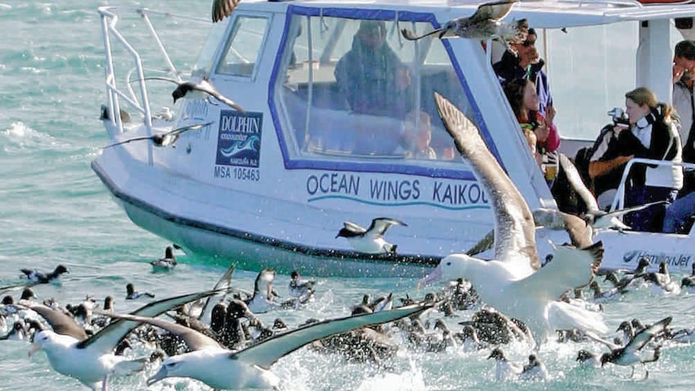 Flock of sea birds near boat for Kaikoura Albatross encounter boat tour in Christchurch New Zealand. 