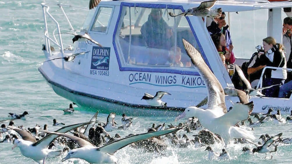 Flock of sea birds near boat for Kaikoura Albatross encounter boat tour in Christchurch New Zealand.