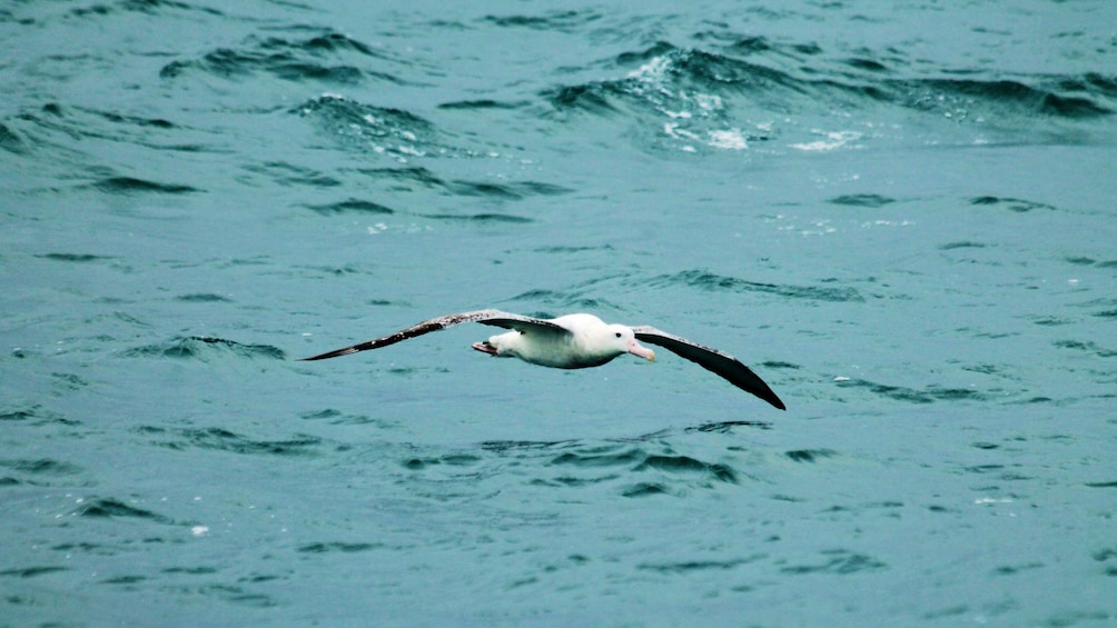 Sea bird flying over water in Kaikoura Albatross encounter boat tour in Christchurch New Zealand.