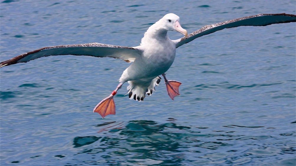 Sea bird landing on water in Kaikoura Albatross encounter boat tour in Christchurch New Zealand. 
