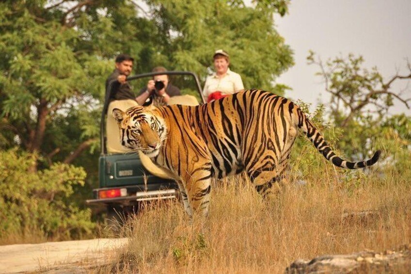 4 Day Golden Triangle with Ranthambore Tiger Safari from Delhi