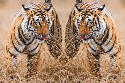 4 Day Golden Triangle with Ranthambore Tiger Safari from Delhi