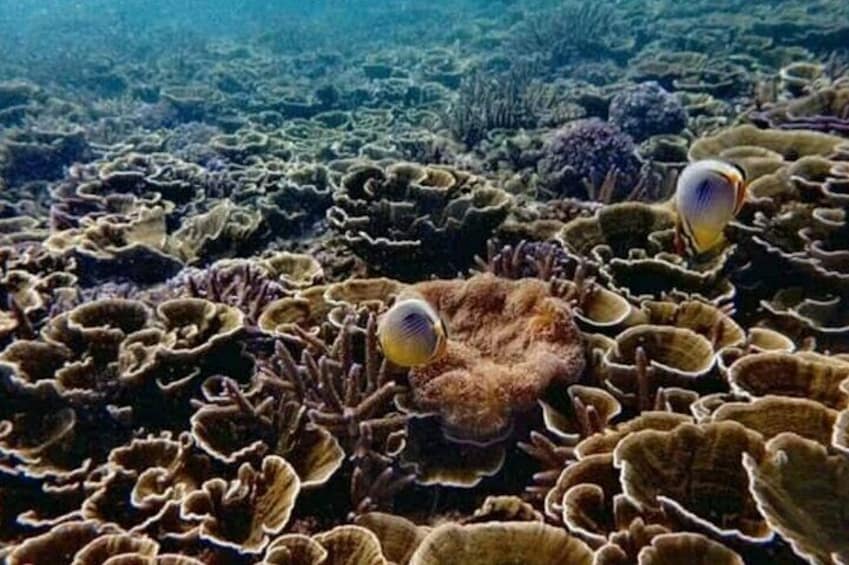 Snorkeling at Pigeon Island Marine National Park