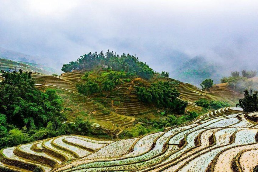 Sapa rice paddies