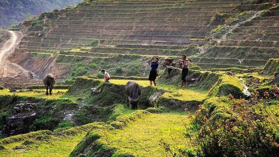 Local people work