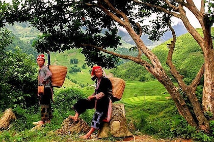 Sapa Easy Trekking Tour 1 Day - Rice Paddies and Cultures