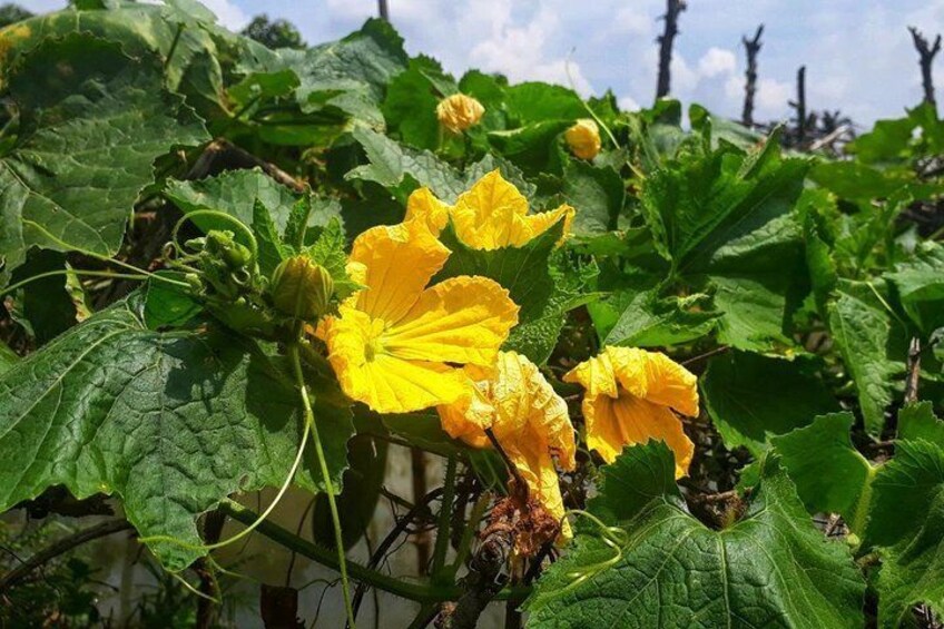 Cooking, Farming and Waterfall In Vietnam Countryside