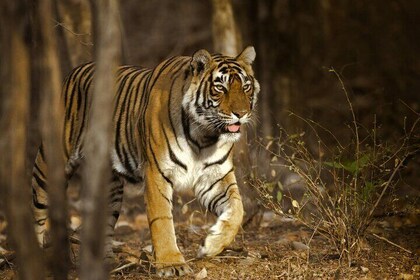 Jaipur to Ranthambore Day Trip with Tiger Safari