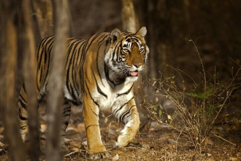 Tiger in Ranthambore