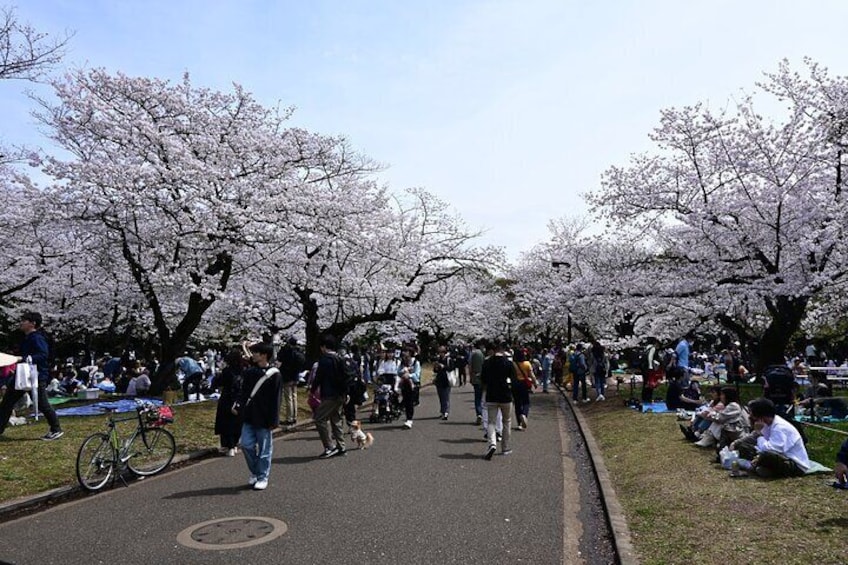 Shibuya Cycling Cruise