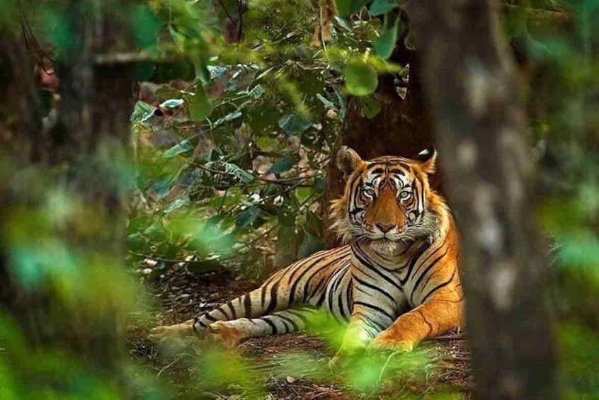 4 Days Golden Triangle with Ranthambore Tiger Tour
