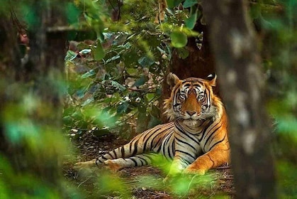 5 Days Golden Triangle with Ranthambore Tiger Safari