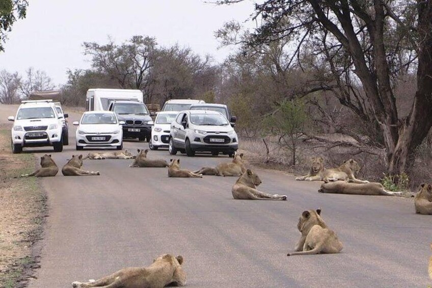 Nairobi Airport Layover Half Day Tour Nairobi National Park