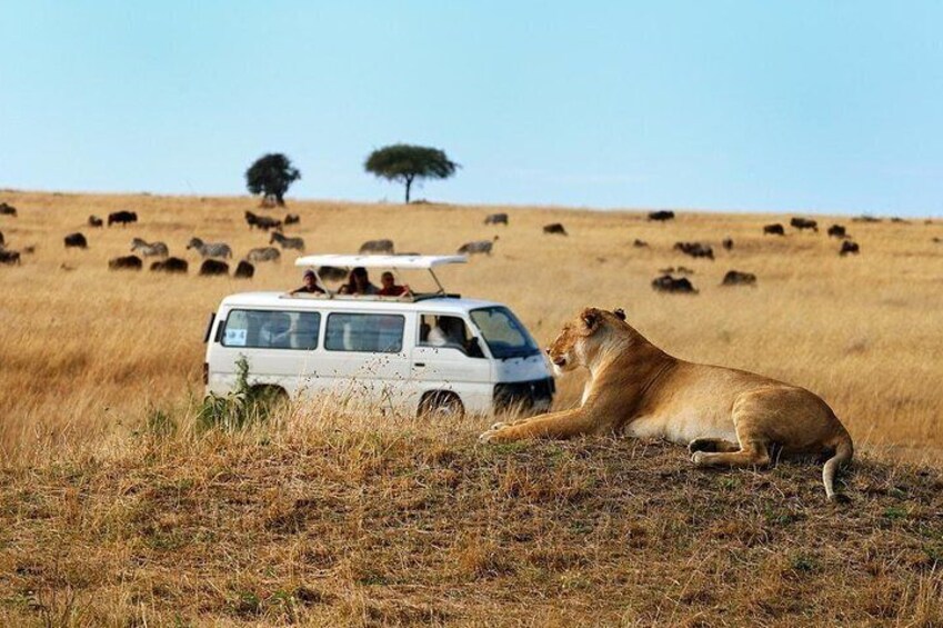 Nairobi Airport Layover Half Day Tour Nairobi National Park