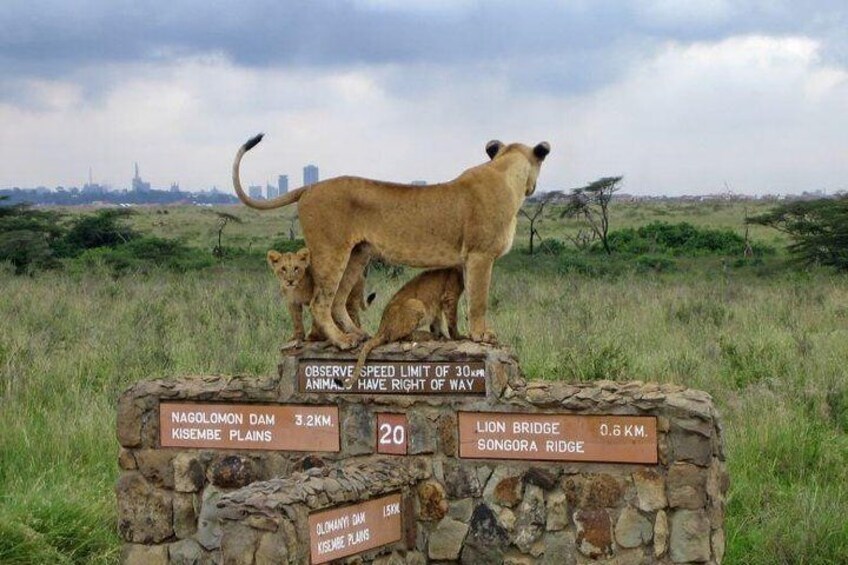 Nairobi Airport Layover Half Day Tour Nairobi National Park