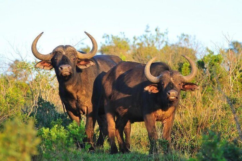 Aberdares National Park Overnight Safari