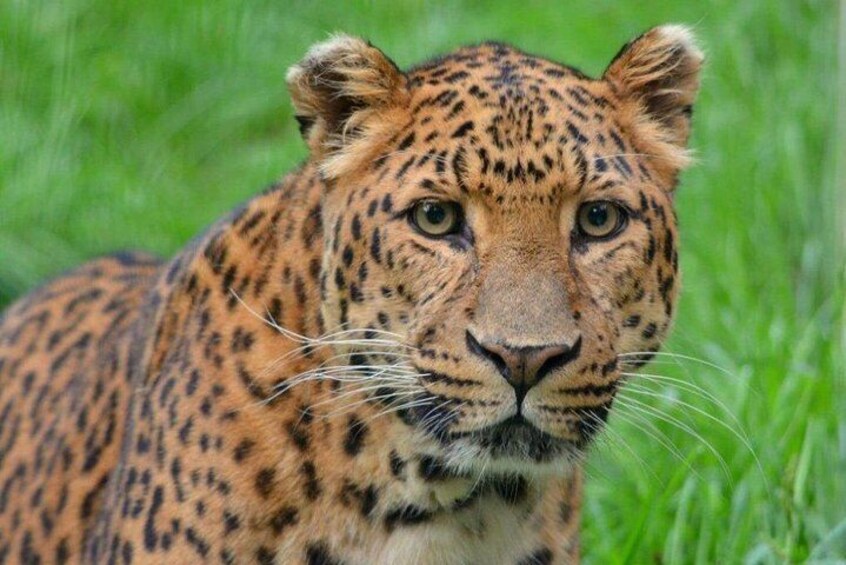 Aberdares National Park Overnight Safari