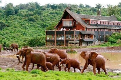 Aberdares National Park Luxury Lodge Safari 2days 1 Night Tour