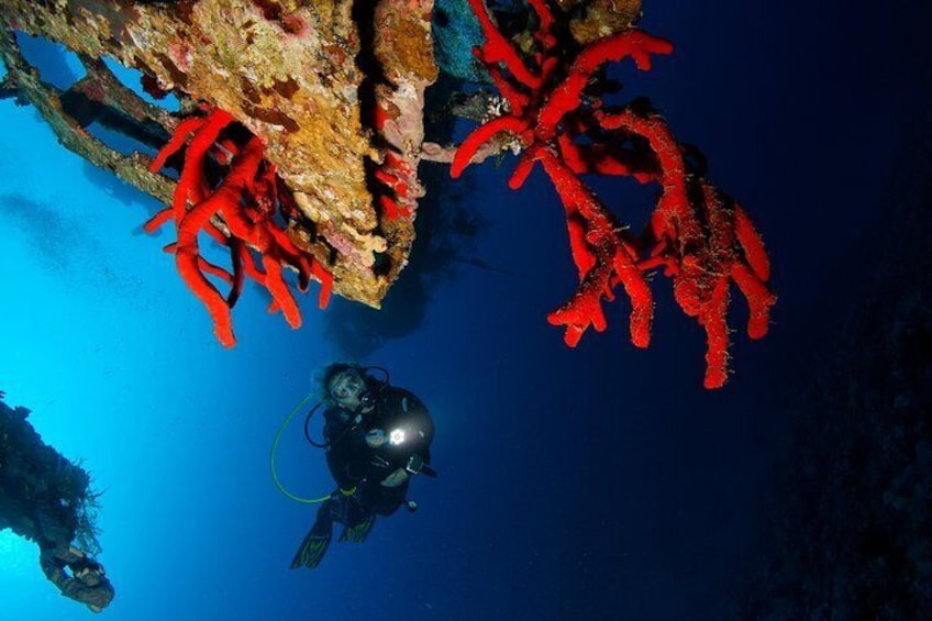 Scuba Diving for Certified Divers