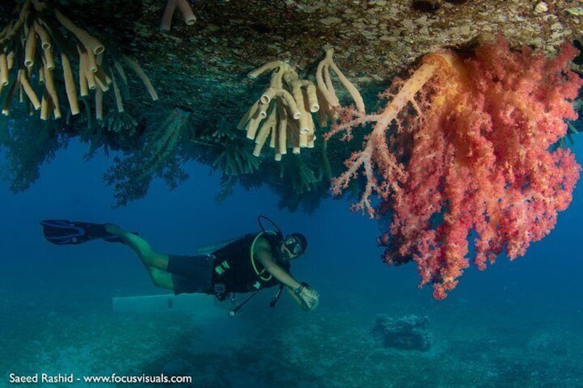 The Wreck Of The Cedar Pride 