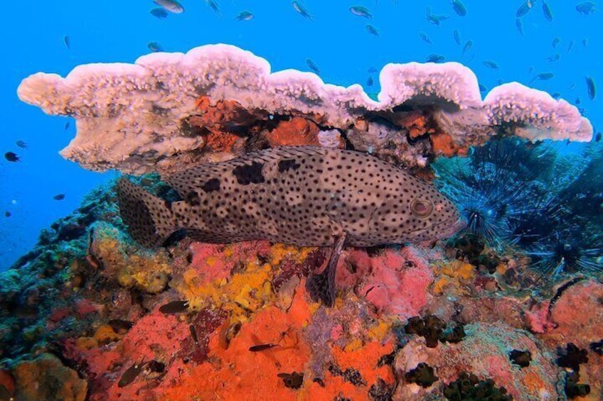 PADI Discover Scuba Dive in Koh Phangan (Beginners)