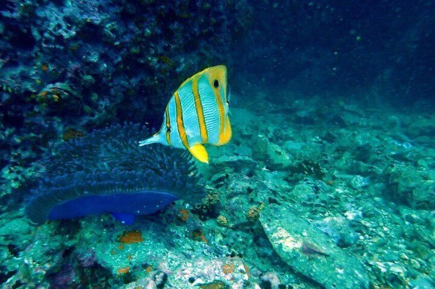 PADI Discover Scuba Diving in Koh Phangan (Beginners)
