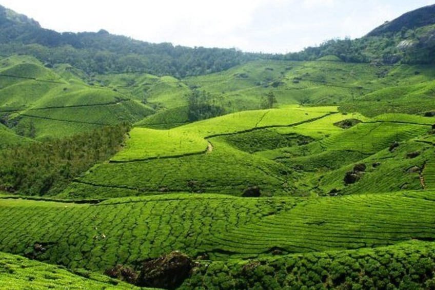 2 Nights Misty Munnar Sightseeing 3 Star Private Tour Package - Iris Holidays