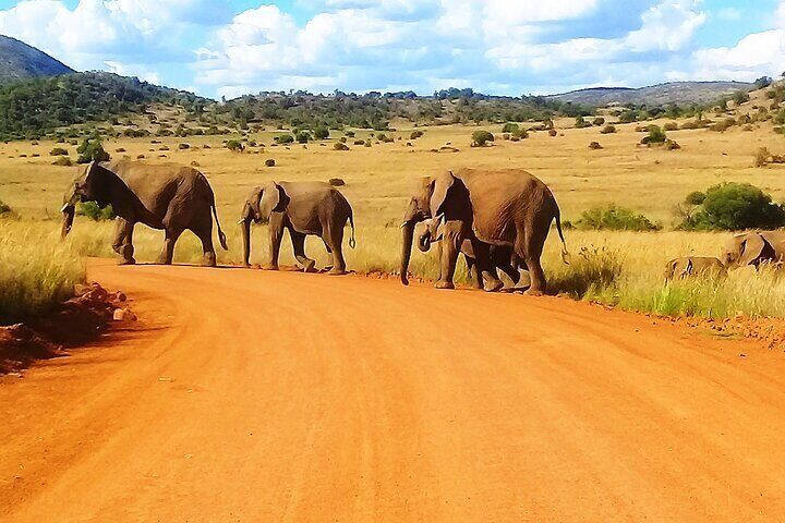 Full-day Pilanesberg National Park Tour(Safari Truck)