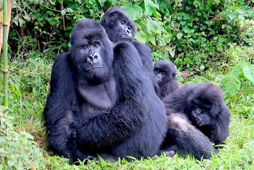 3 Days Gorilla and Golden Monkey Trek