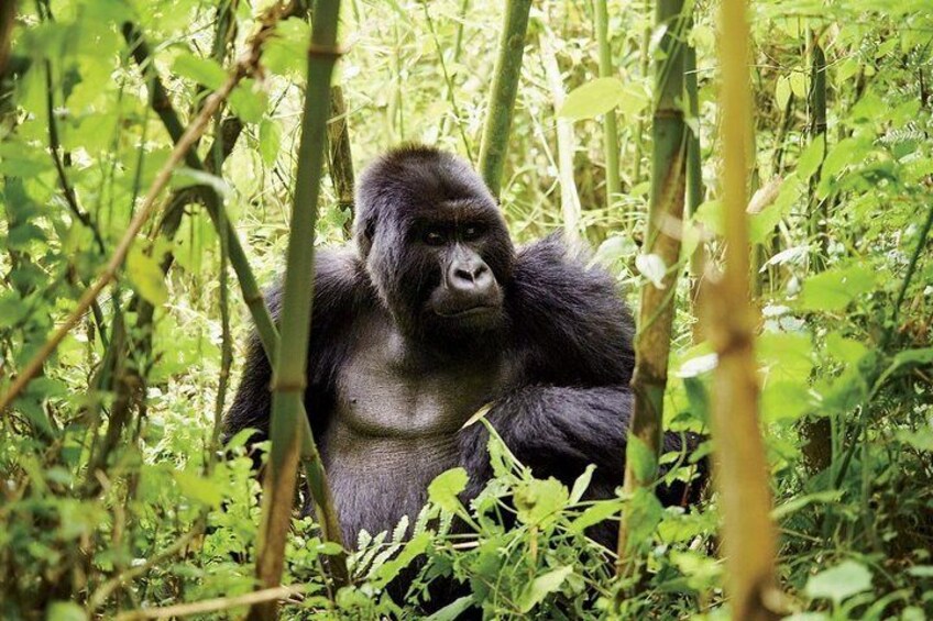 3 Days Gorilla and Golden Monkey Trek